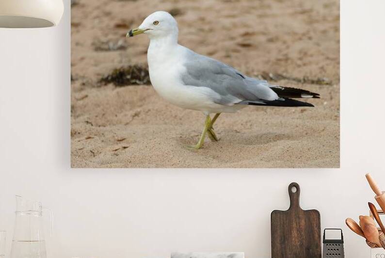 Seagull walking on beach sand by Justin Richard Batten