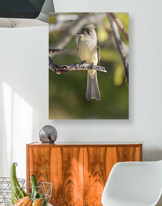 Small cuban bird branch 2 by Justin Richard Batten