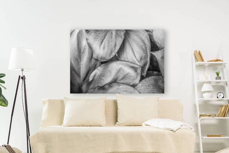 Wet Jungle Leaves closeup BW by Justin Richard Batten