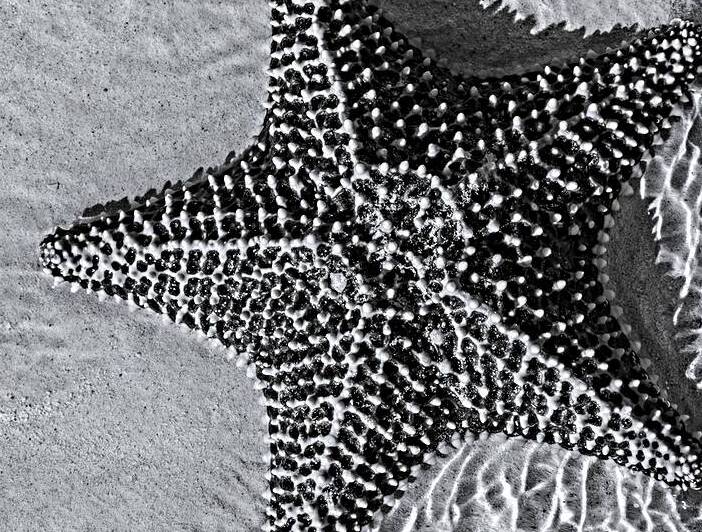 Giant starfish in black and white by Justin Richard Batten