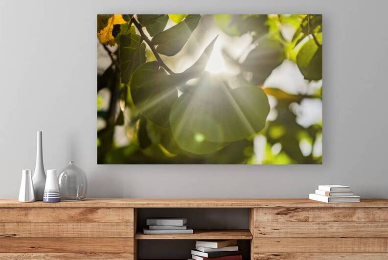 sun rays through leaves by Justin Richard Batten