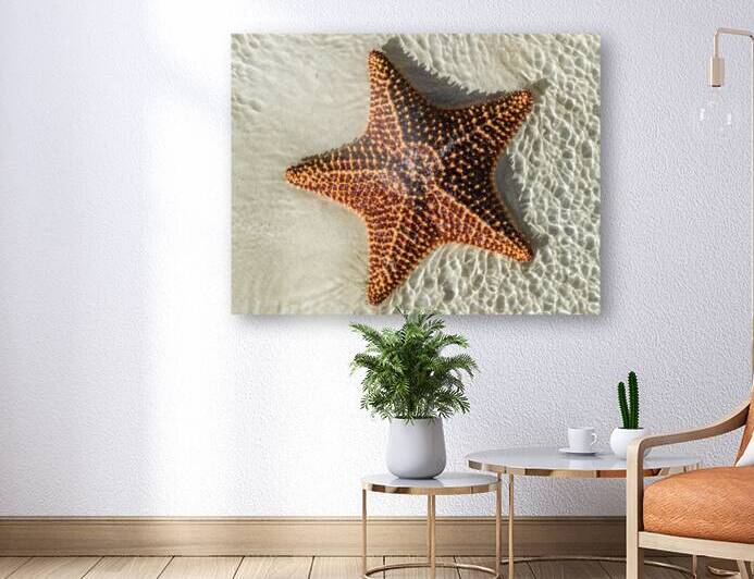 Giant Starfish on beach in ocean by Justin Richard Batten