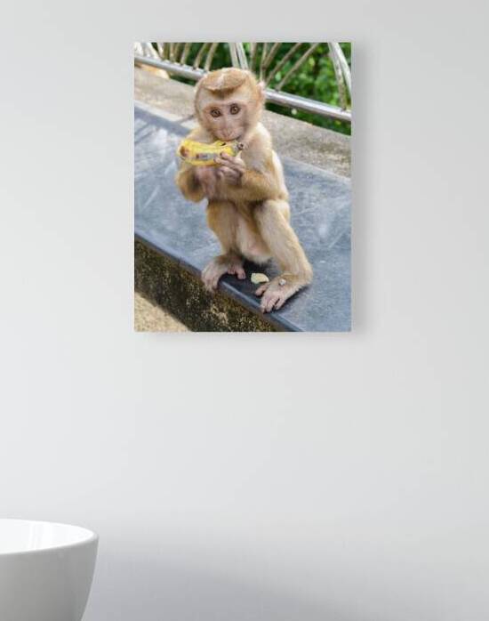 Baby Thai monkey banana by Justin Richard Batten