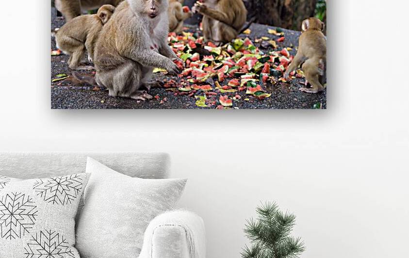 thai monkeys eating watermelon by Justin Richard Batten