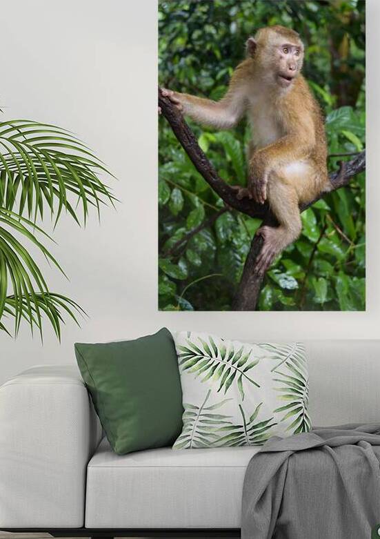 thai monkey 3 by Justin Richard Batten