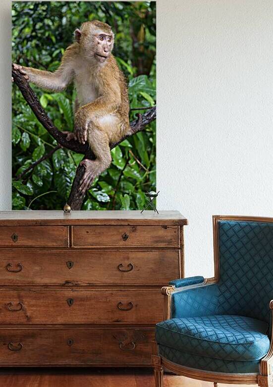 thai monkey 4 by Justin Richard Batten