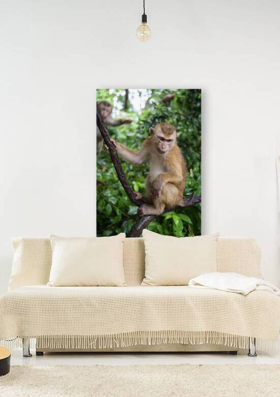 thai monkey 2 by Justin Richard Batten