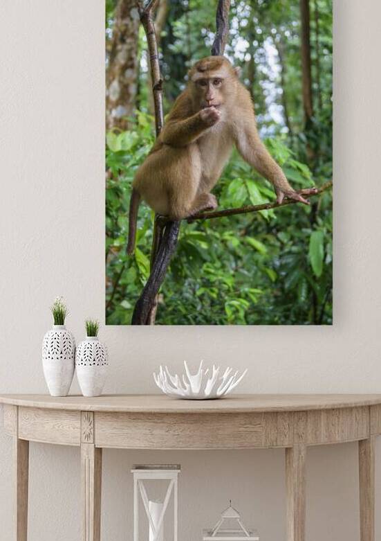 thai monkey 6 by Justin Richard Batten