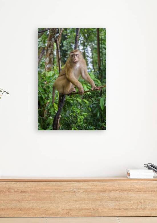 thai monkey 7 by Justin Richard Batten