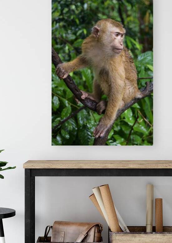 thai monkey 5 by Justin Richard Batten