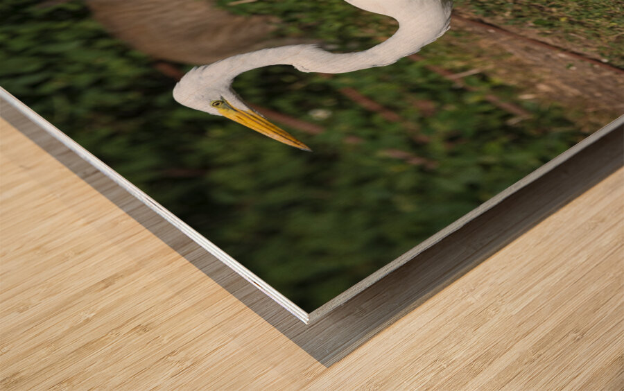 Great white Heron in Cuba Wood print