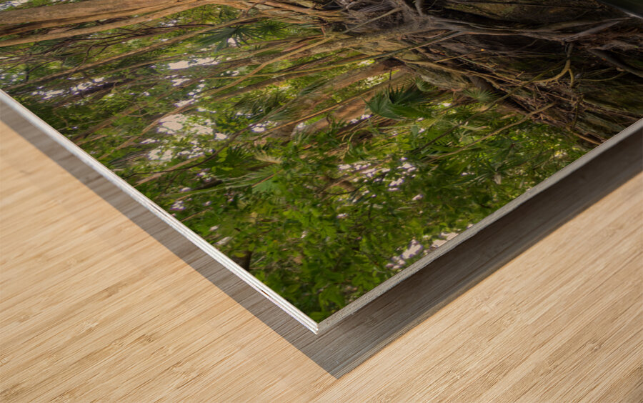 jungle tree waterfall 2 Wood print