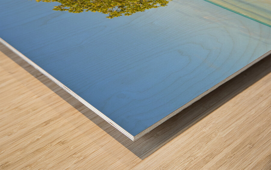 Mangrove on Cuban beach 2 Wood print