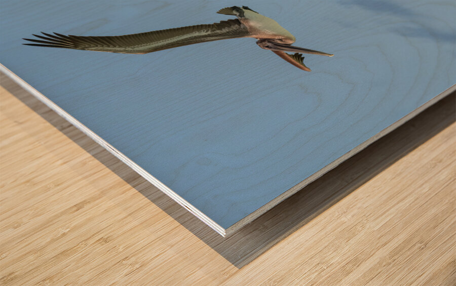 Two Cuban Pelicans in flight 2 Wood print