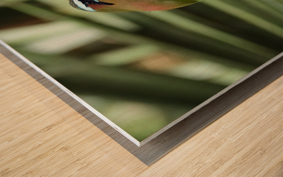 Mot Mot  Clock bird 2 Wood print