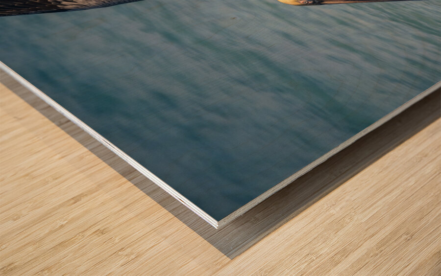 Cuban pelican splash Wood print