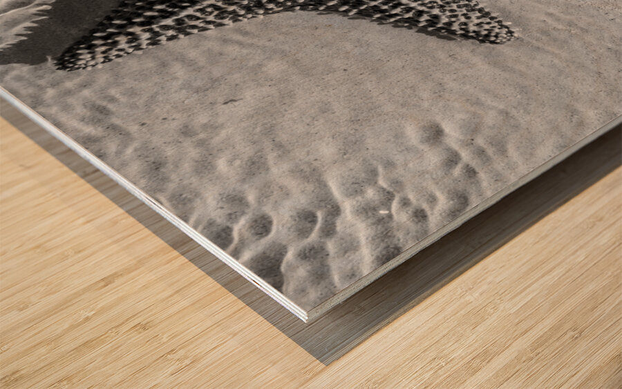 Giant starfish in black and white Wood print