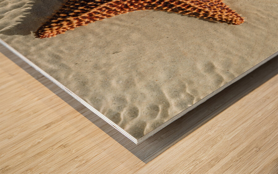 Giant Starfish on beach in ocean Wood print