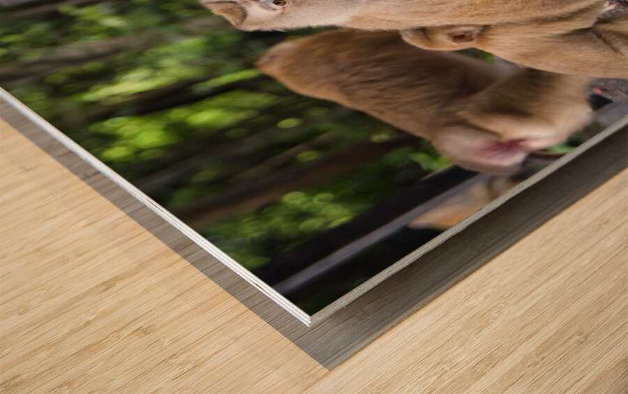 thai monkeys eating watermelon Wood print